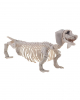 Skeleton Dachshund plastic 