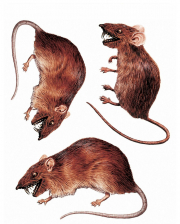 3D Rats Window Sticker 