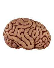 Fresh Brain Premium 15cm