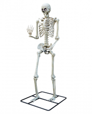 Deko-Skelett - 134 cm - Partydeko & Partyartikel für Mottopartys im   Shop kaufen