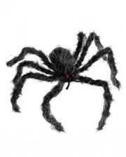 Grau-Schwarz Melierte Haarige Spinne 