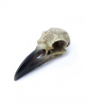 Omega Raven Skull 