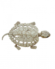 Schildkröten Skelett 