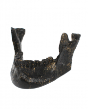 Black Lower Jaw As Business Card Holder 
