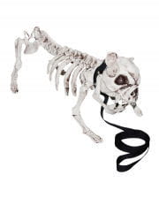 Skelett Hund 