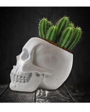 Skull Planting Set With Cactus Seeds 