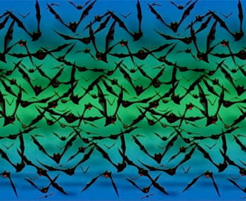 Fledermaus Wandfolie XXL -Halloween Wand Deko-Fledermaus ...