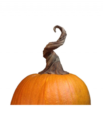 Kürbis Strunk Latex | Kürbisstiel-Deko für Halloween ...