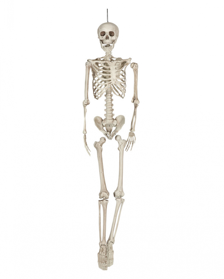Skeleton Torso Hanging Figure 160cm Order HERE