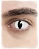 Cat Eye Contact Lenses 