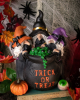 Trick Or Treat Witches Trio & Witch Cauldron 25cm 
