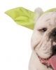 Yoda ears for dog & cat 