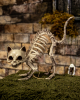 Cat Skeleton With Cat Hump Decoration 19cm 