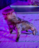 Crawling Choppy Hand Halloween Animatronic 