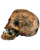 Decayed Skull With Open Jaw 22cm 