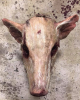 Behaarte blutige Schweinekopf Maske 