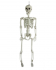 Positionierbares Skelett 90cm 