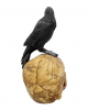 Salem Skull With Raven 