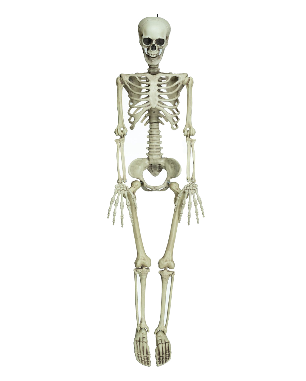 Positionierbares Knochenskelett 90cm für Halloween