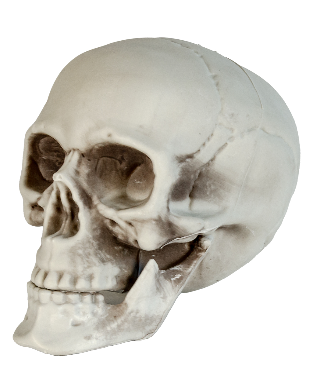 https://inst-1.cdn.shockers.de/hs_cdn/out/pictures/master/product/1/wetterfester-totenkopf-mit-beweglichem-kiefer-weatherproof-skull-with-moveable-jaw-halloween-totenschaedel-53405-a1.jpg