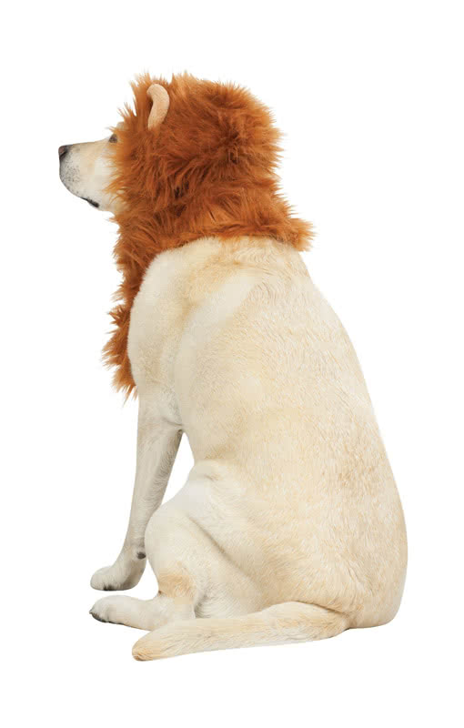 Löwenmähne für Hunde Riesen Auswahl an Hundekostümen