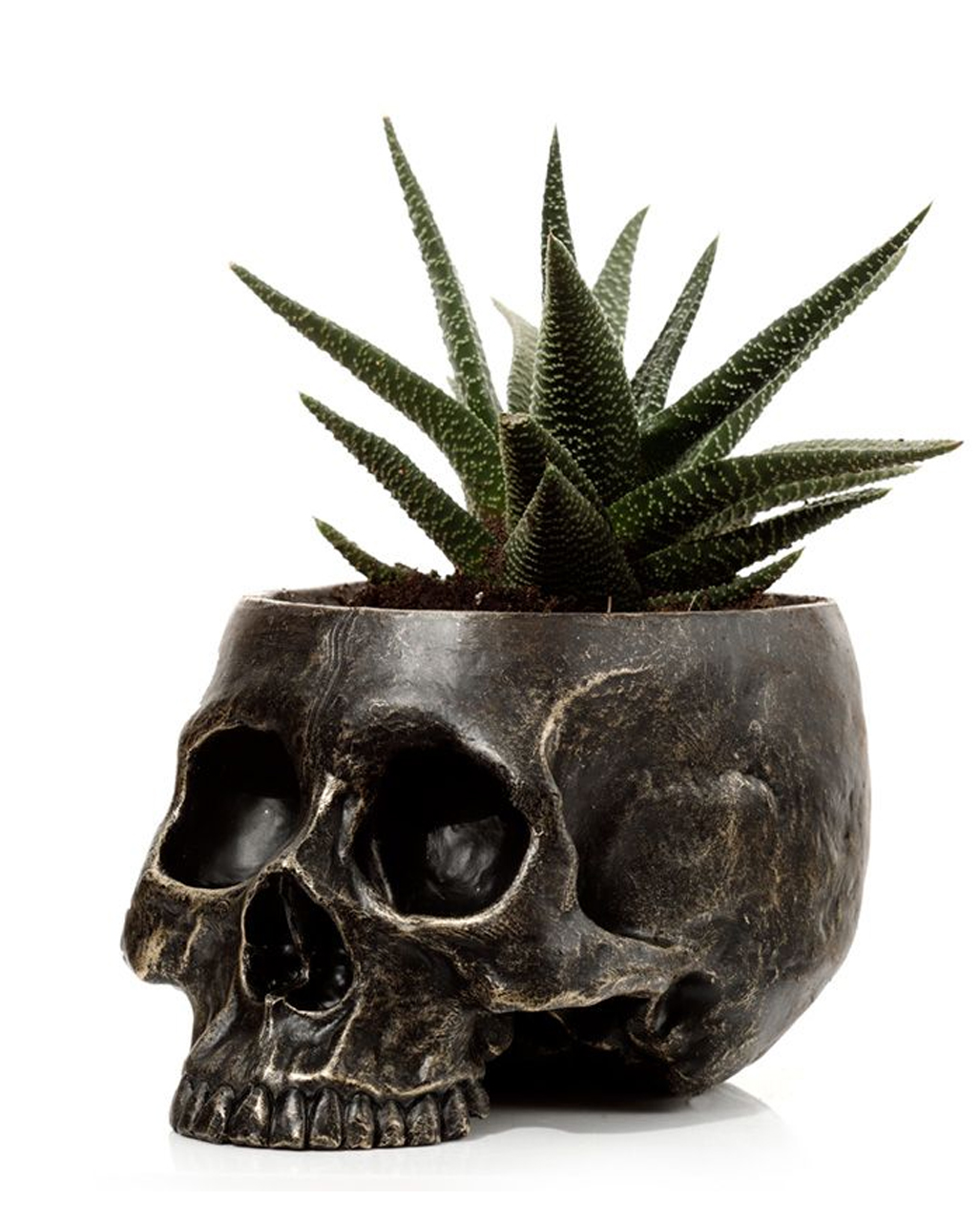 Marbled Gothic Skull Plant Pot order 💀 | Horror-Shop.com