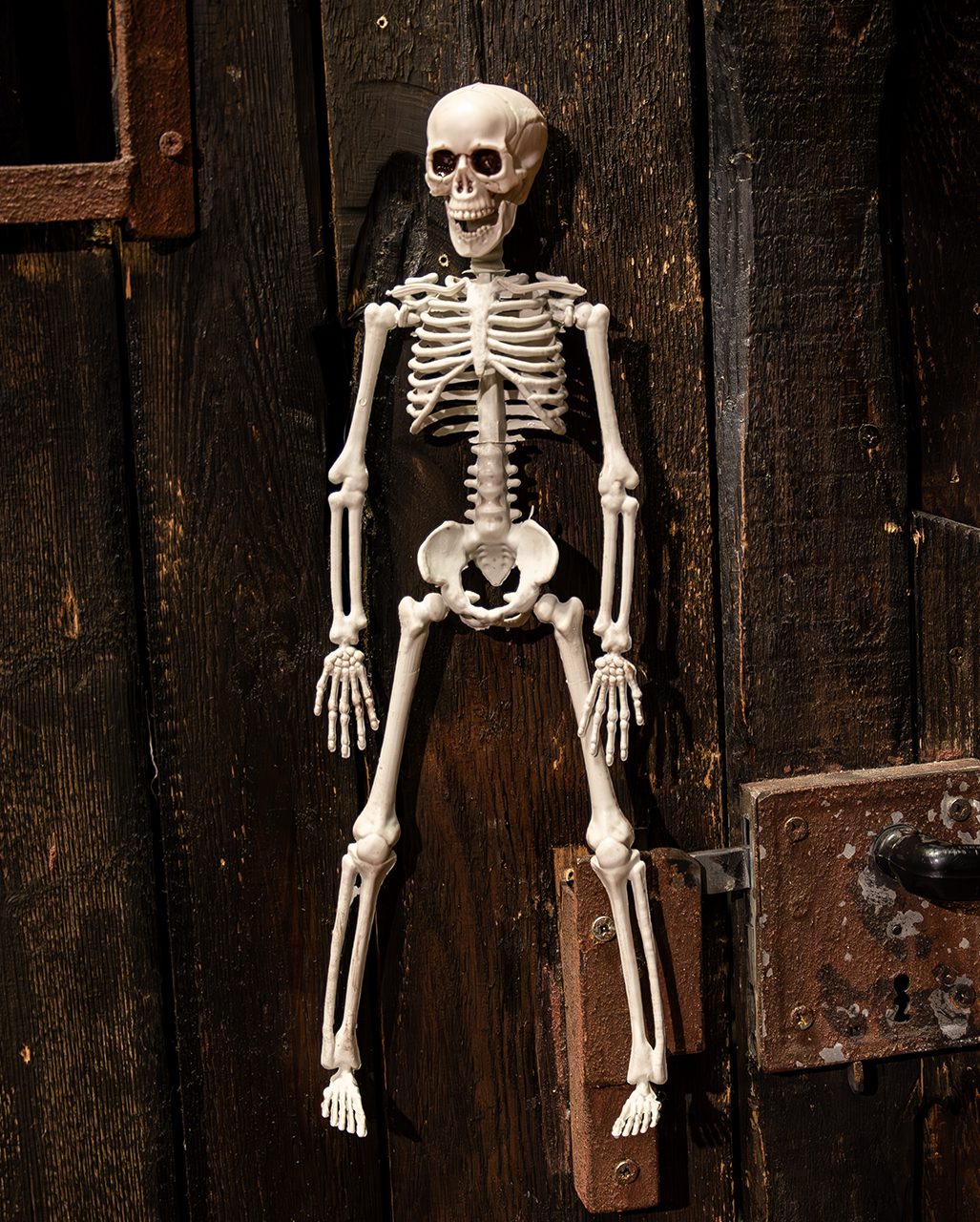 Halloween Skelett 40 cm als Halloween Deko kaufen