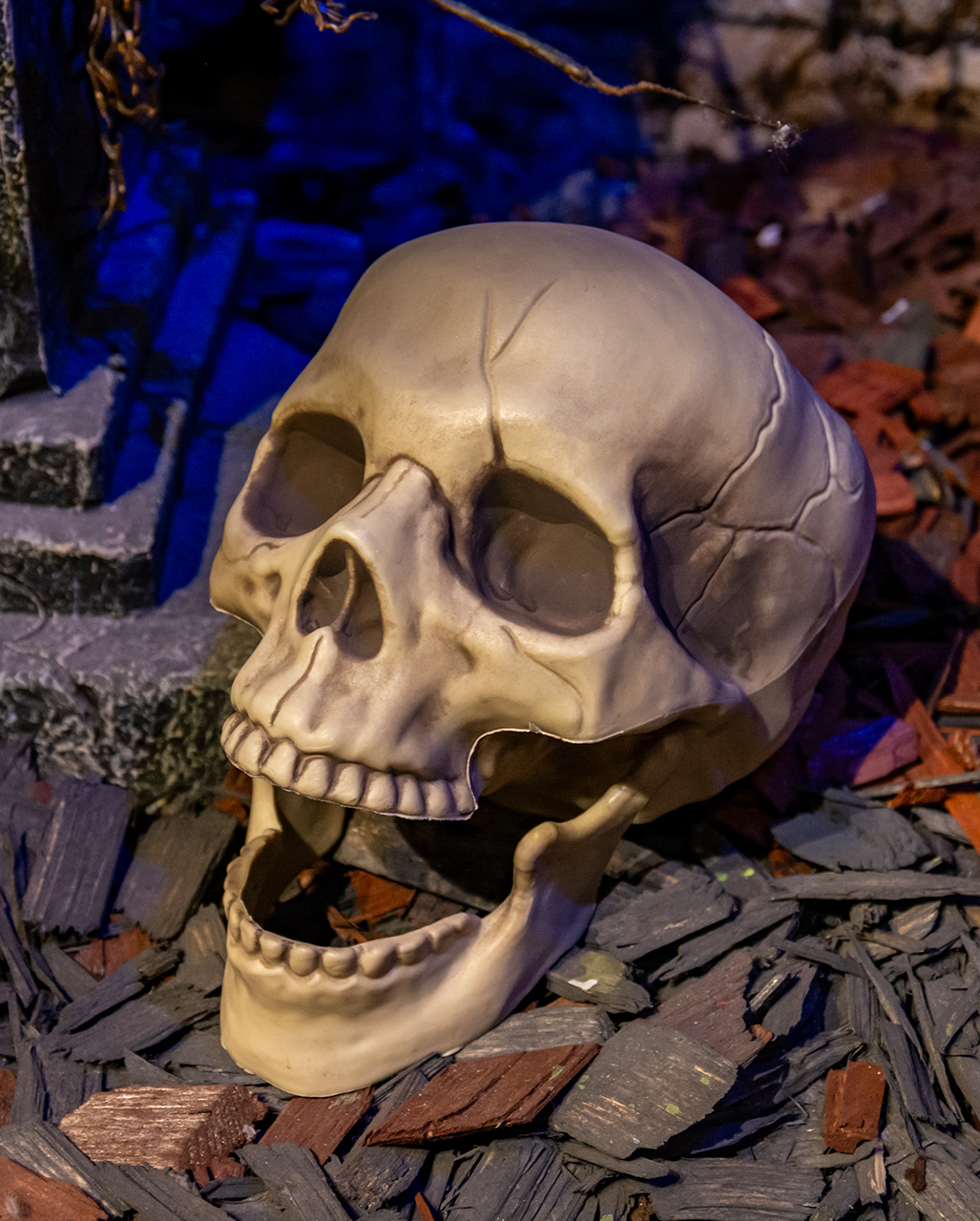 Realistic Skull With Movable Jaw 20cm | Halloween decoration | Horror ...